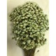 STAR FLOWERS Mint 12"